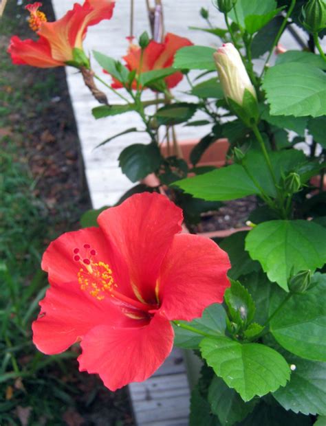 Hardy Hibiscus, Tropical Hibiscus ir Sharon rožė